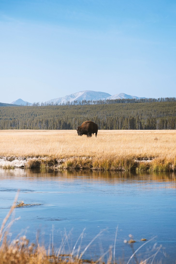 a buffalo in front of a scenic mountain in Yellowstone National Park spring break destinations for families on a budget